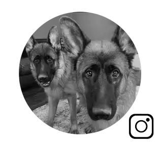 German Shepherd Lifestyle & Training